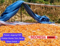 Distribusi 45 Ton Benih Jagung di Papatar.