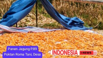 Distribusi 45 Ton Benih Jagung di Papatar.