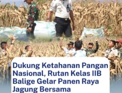 Rutan Balige Panen Raya Jagung, Wujud Nyata Dukung Ketahanan Pangan dan Pembinaan Warga Binaan